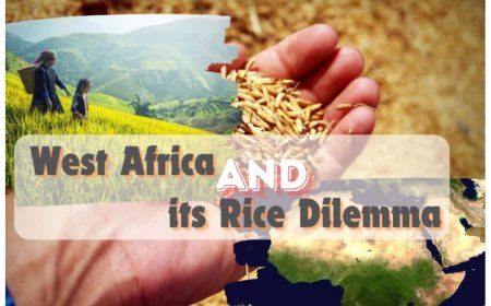 West Africa's Rice Conundrum by Vivek Gahlaut, Co-Founder - Terra Firma Commodities, Dubai UAE
