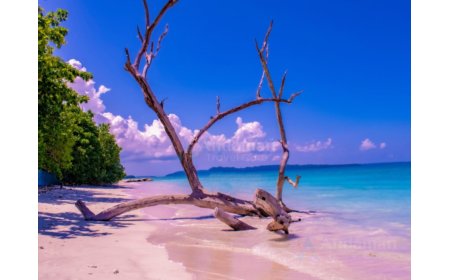 AndamanTravelCare Expands Customized Andaman Tour Packages Amid Rising Demand Across India