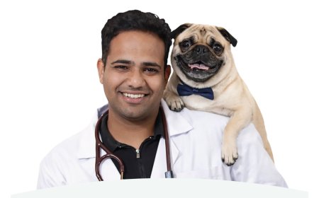 The Hidden Price of Cheap Kibble: Veterinarian Dr. Anshul Rawal on What Bargain Pet Food Is Doing to India's Dogs and Cats