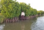 Mangrove Ecosystems: Nature's Living Shield Against Climate Change and Coastal Disasters