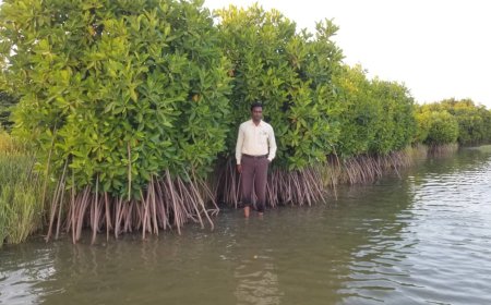 Mangrove Ecosystems: Nature's Living Shield Against Climate Change and Coastal Disasters