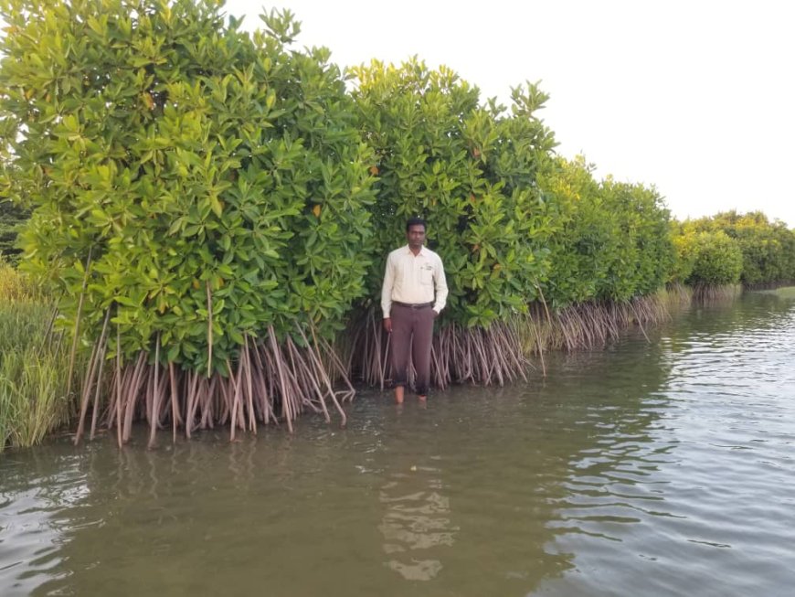 Mangrove Ecosystems: Nature's Living Shield Against Climate Change and Coastal Disasters